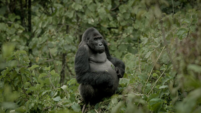 The silverback Mpungwe in Kahuzi-Biega National Park, Democratic Republic of the Congo. Credit: Vianet Djenguet / © Off The Fence